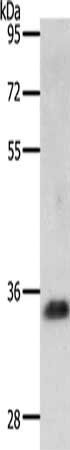 JUND Antibody