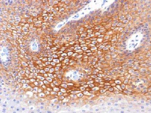 JUP Antibody