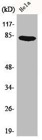 JUP Antibody