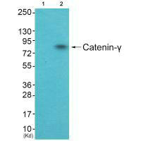 JUP Antibody