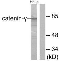 JUP Antibody