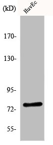 ANOS1 Antibody