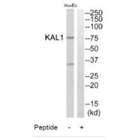 ANOS1 Antibody