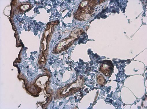 kallikrein related peptidase 7 Antibody