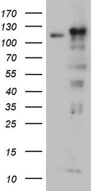 IPO5 Antibody