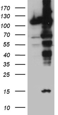 IPO5 Antibody