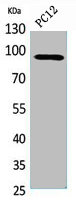 KAT2B Antibody