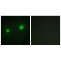 KAT7 Antibody