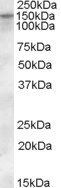 KCC1/SLC12A4 Antibody