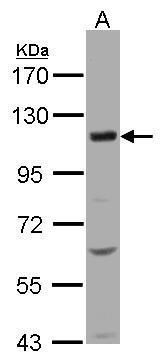 KCC4 Rabbit Polyclonal Antibody