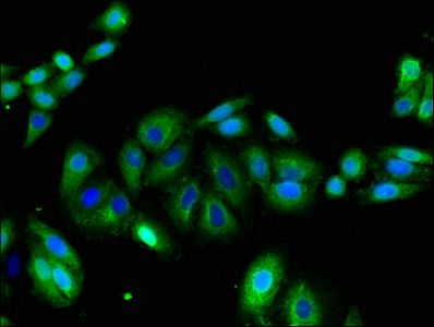 KCNA1 Antibody