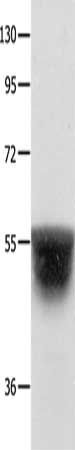 KCNA1 Antibody