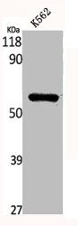 KCNA1 Antibody