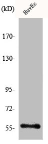 KCNA1 Antibody