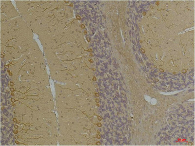 KCNA10 Antibody