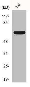 KCNA3 Antibody