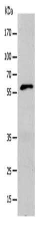 KCNC1 Antibody