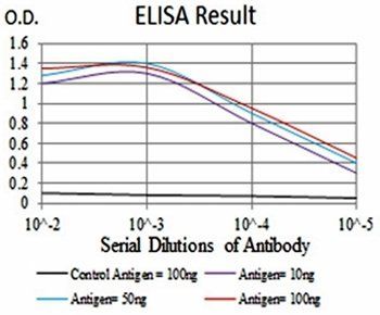 KCND2 Antibody