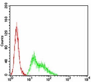 KCND2 Antibody