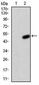 KCND2 Antibody