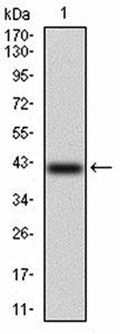 KCND2 Antibody