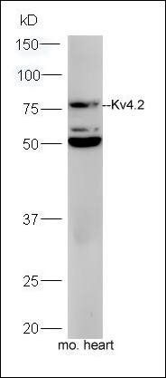 Kv4.2 Rabbit Polyclonal Antibody
