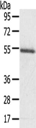 KCNG3 Antibody