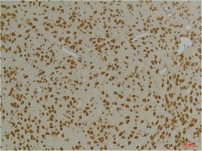 KCNG3 Antibody