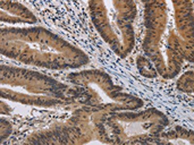 KCNG4 Antibody