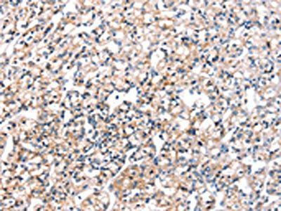 KCNH6 Antibody