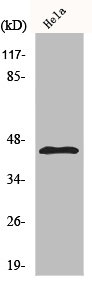 KCNJ11 Antibody
