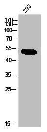 KCNJ4 Antibody