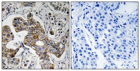 KCNK15 Antibody
