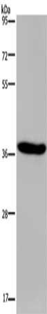 KCNK17 Antibody