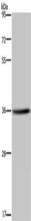 KCNK17 Antibody