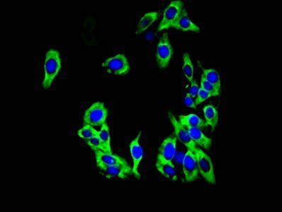 KCNK1 Antibody