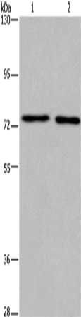 KCNQ4 Antibody