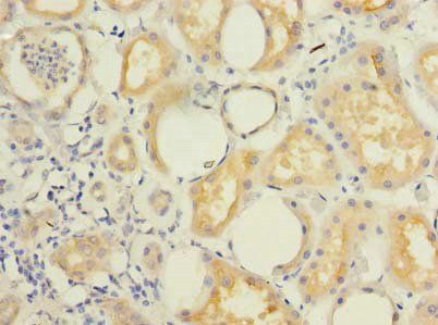 KCTD4 Antibody
