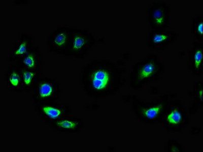 KCTD7 Antibody
