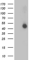 KEAP1 Antibody