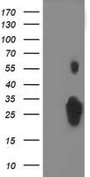 KEAP1 Antibody