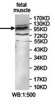 KIAA0090 Rabbit Polyclonal Antibody