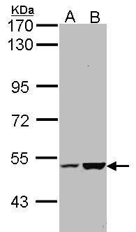 KIAA0494 Rabbit Polyclonal Antibody