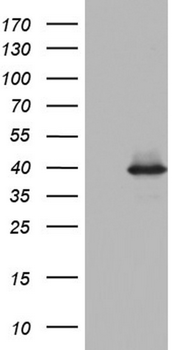 WWC1 Antibody