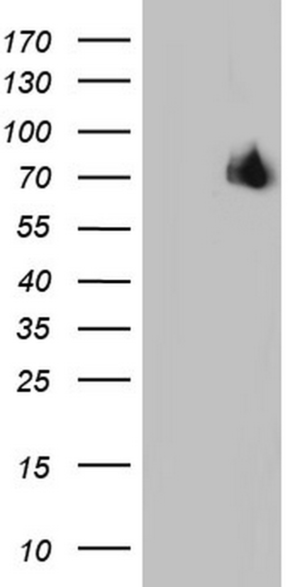 WWC1 Antibody