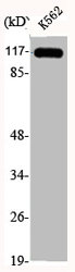 KIF11 Antibody