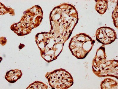 KIF13A Antibody
