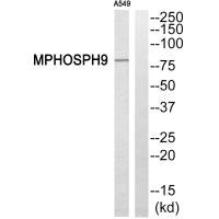 KIF20B Antibody