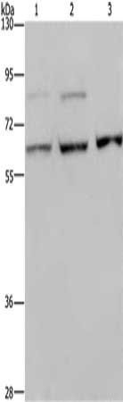 KIF22 Antibody