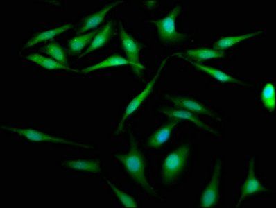 KIFC1 Antibody